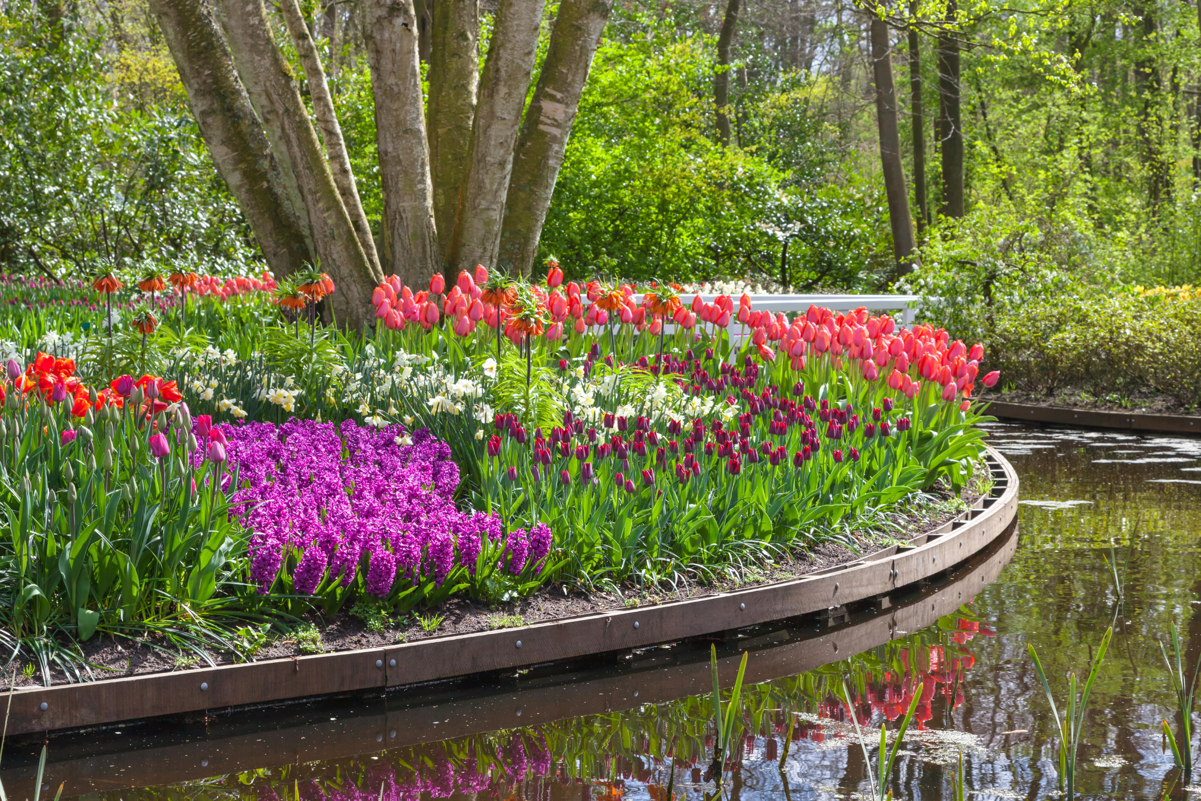 81 keukenhof gardens, lisse.webp